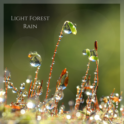 Light Forest Rain 1's cover