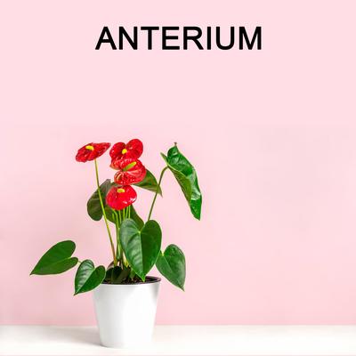 ANTERIUM's cover