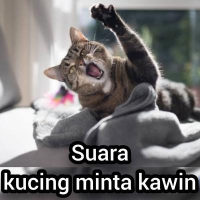 Suara Kucing Minta Kawin (Live)'s cover