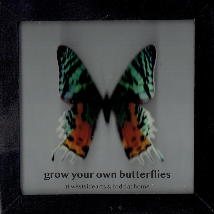 Grow Your Own Butterflies's avatar image