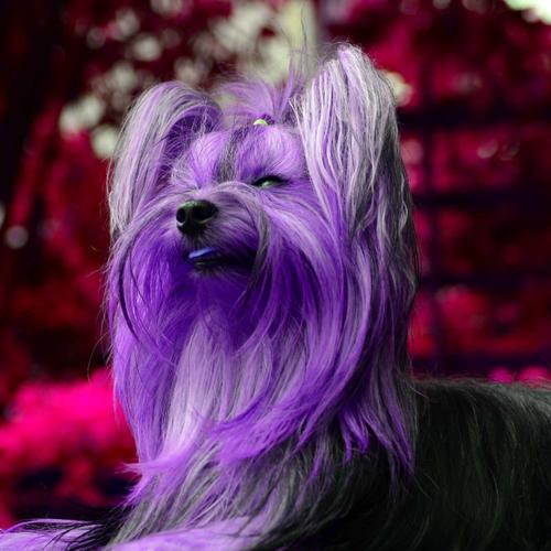 bubbly-ambiance-for-puppy-training-time-official-tiktok-music