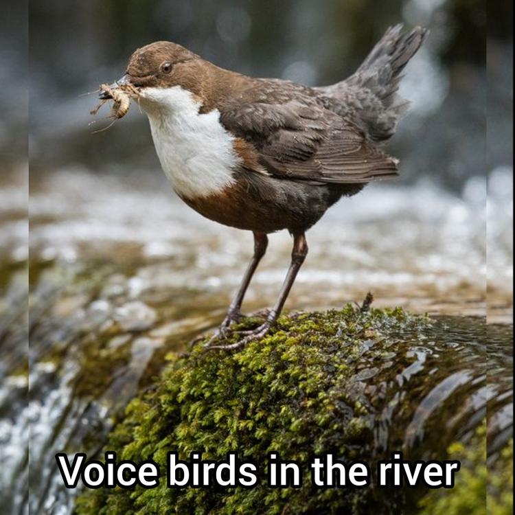 The Voice of Birds's avatar image