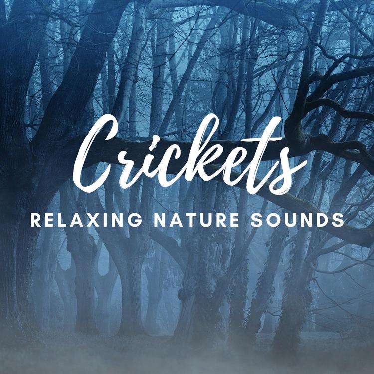 Relaxing Nature Sounds's avatar image