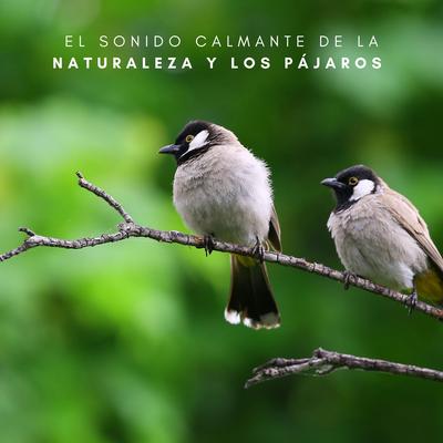 Melodía De Plantas By Música de Relajación Profunda, Pajaros del Bosque, Sonidos De Aves's cover