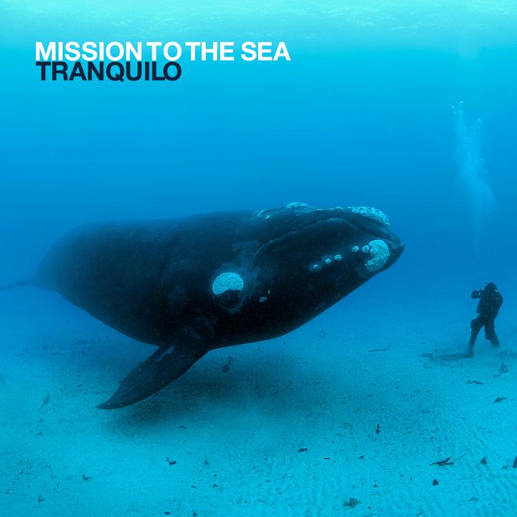 Mission to the Sea's avatar image