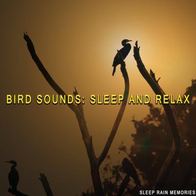 Singing Birds - River Stream By Sleep Rain Memories's cover