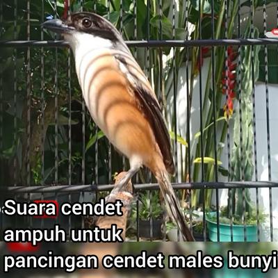 Suara Cendet Ampuh Untuk Pancingan Cendet Males Bunyi (Remastered 2023)'s cover