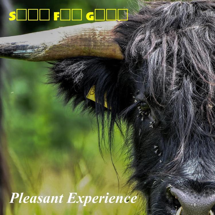 Pleasant Experience's avatar image