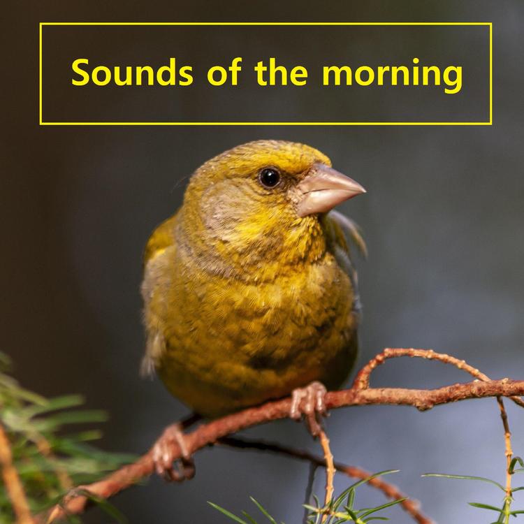 Sounds of the morning's avatar image