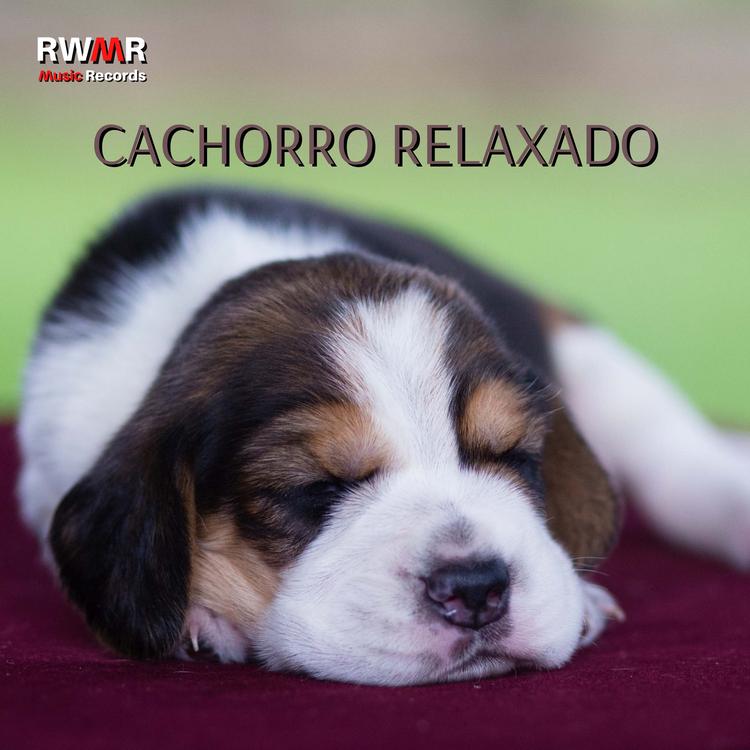 RW Soneca de cachorro's avatar image