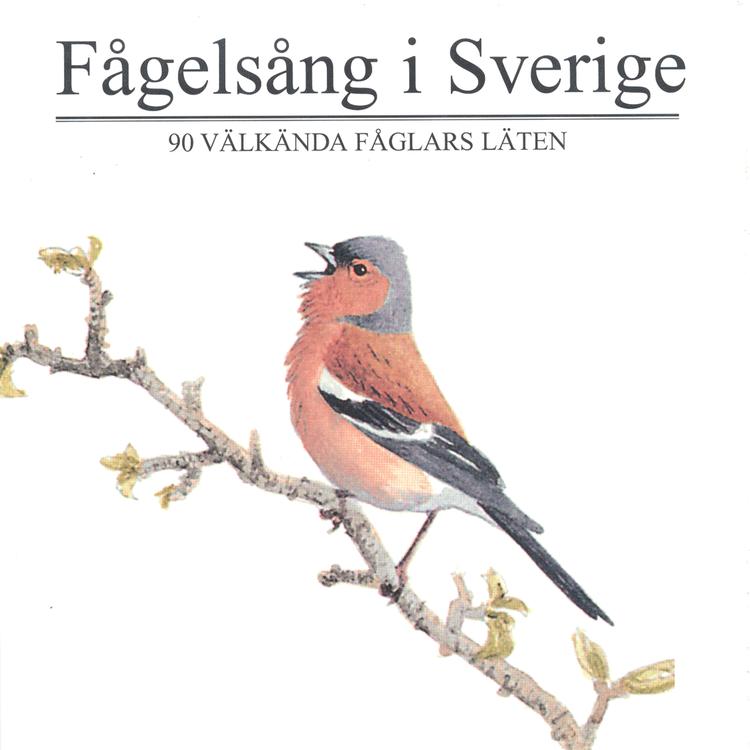 90 välkända fåglars läten's avatar image