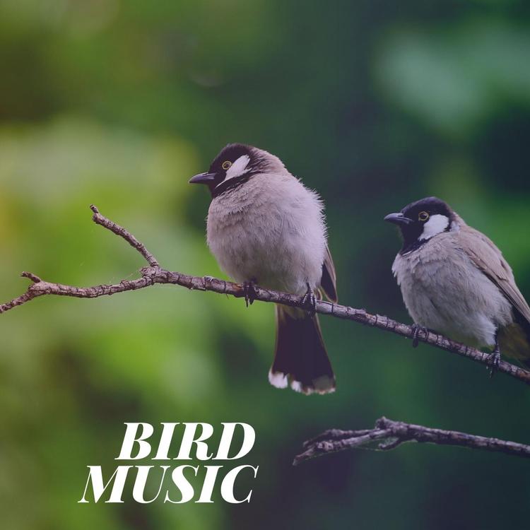 Calming Bird Sounds's avatar image