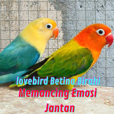 Lovebird Betina Birahi Memancing Emosi Jantan (Live)'s cover