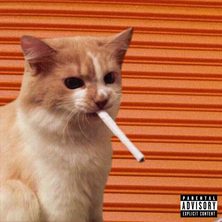 Young Orangecat's avatar image