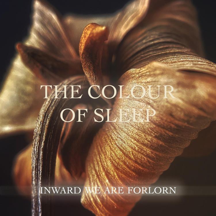 The Colour of Sleep's avatar image