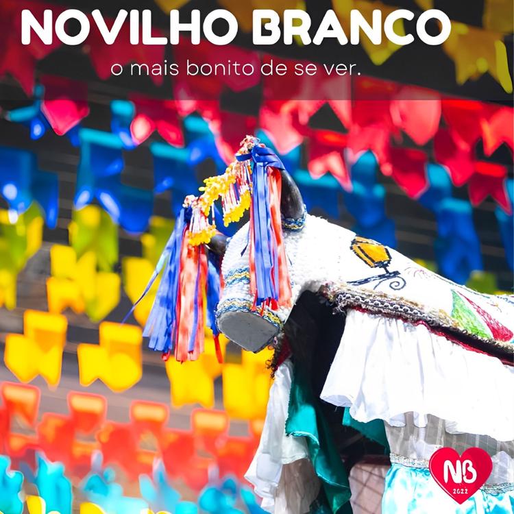 BOI NOVILHO BRANCO's avatar image