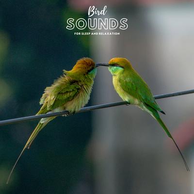 Bird Sounds for Sleep and Relaxation's cover