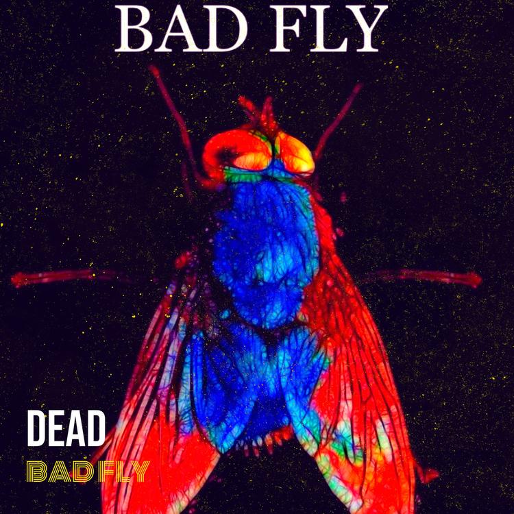 Bad Fly's avatar image