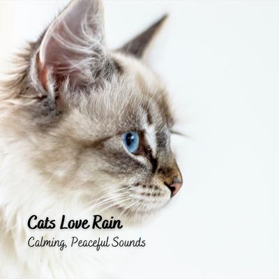 Cats Love Rain: Calming, Peaceful Sounds's cover