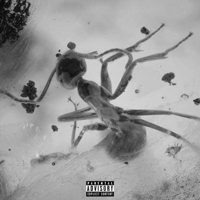 INSECTS By LIL DUSTY G's cover