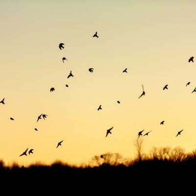 West Birds Melody By Amanda Rosa's cover