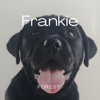 Frankie's cover