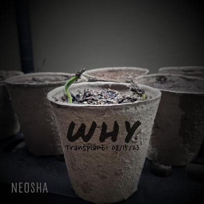 Why By Neosha's cover