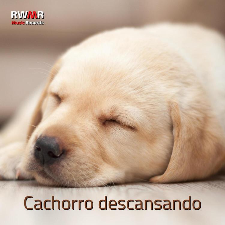 RW Um cão sem preocupações's avatar image