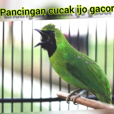 Pancingan Cucak Ijo Gacor (Live)'s cover