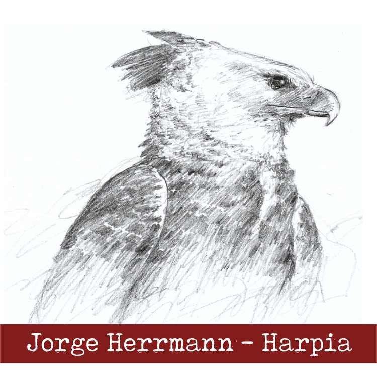 Jorge Herrmann's avatar image