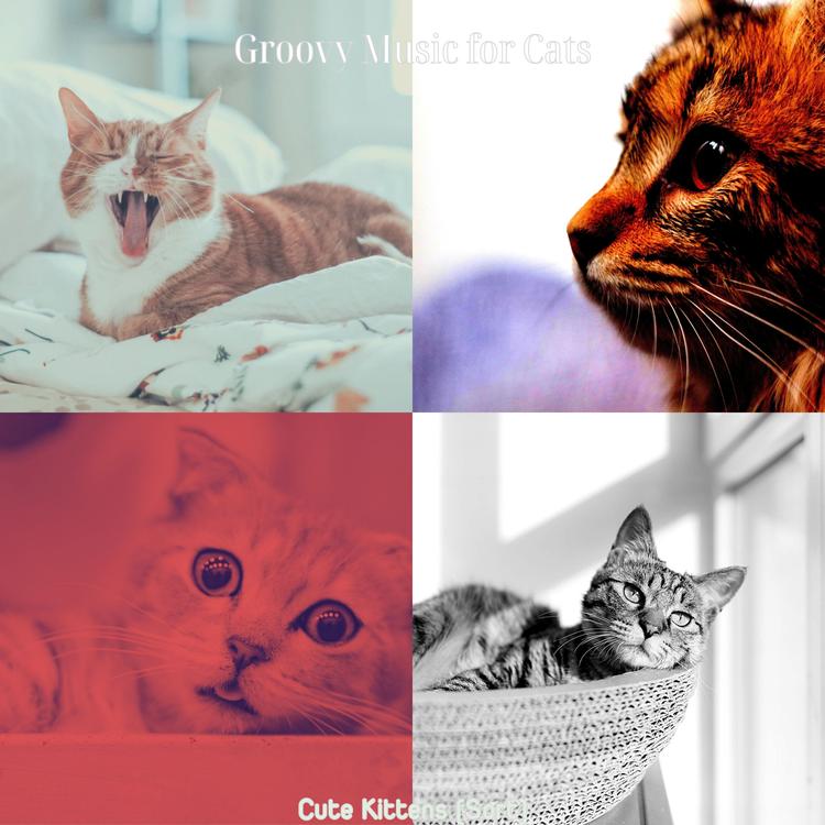 Groovy Music for Cats's avatar image