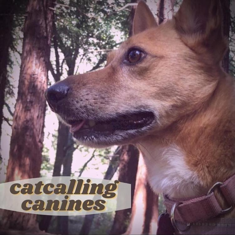 Catcalling Canines's avatar image