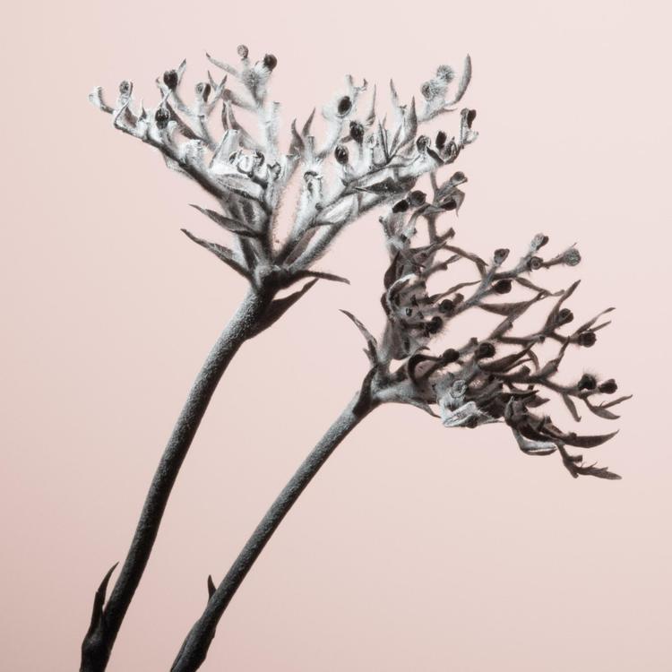 Flowering Branches's avatar image
