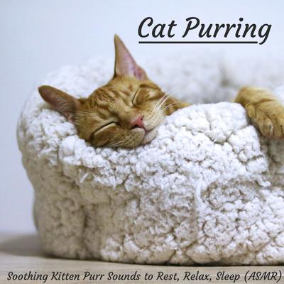 Purring Cat to Reduce Stress, Anxiety, and Calm By SleepTherapy's cover