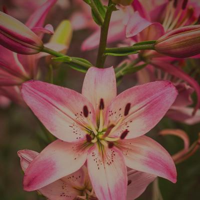 Lilium By SamTheDawn's cover