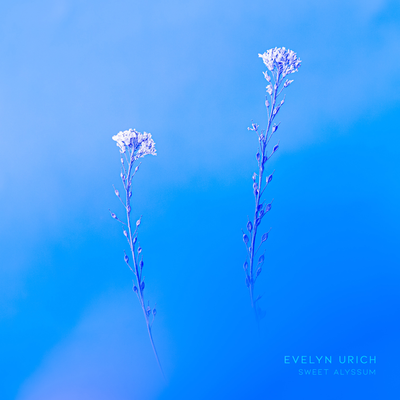 Sweet Alyssum By Evelyn Urich's cover