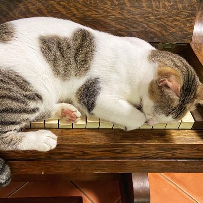 Ethereal Cat Naps: Piano Music to Soothe and Comfort's cover
