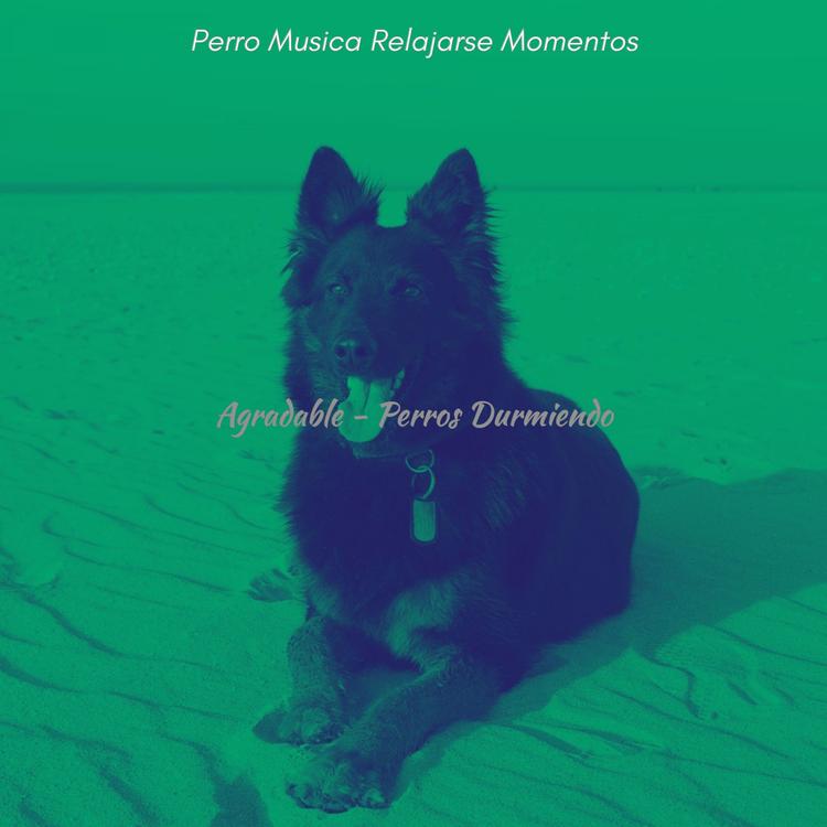 Perro Musica Relajarse Momentos's avatar image