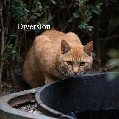 Diversión's cover