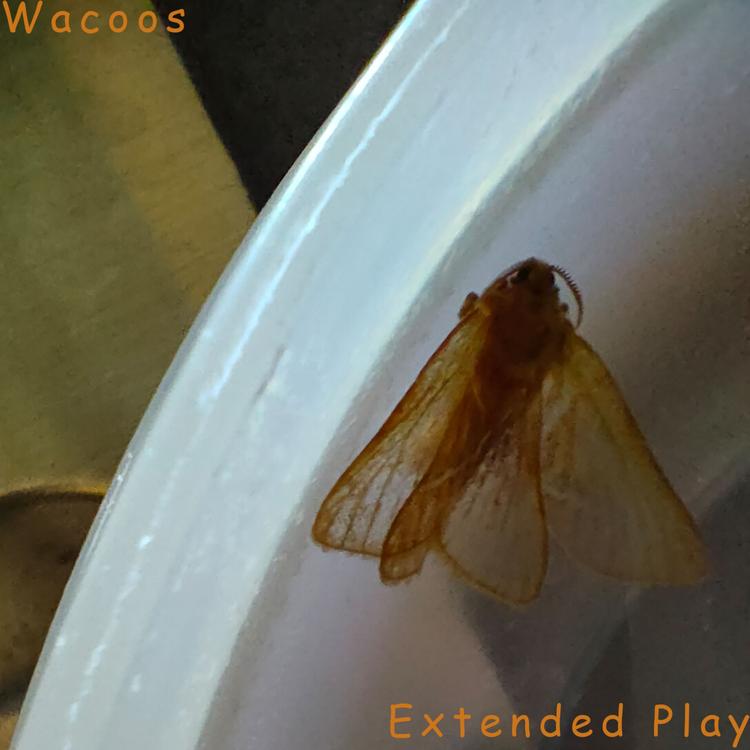 Wacoos's avatar image