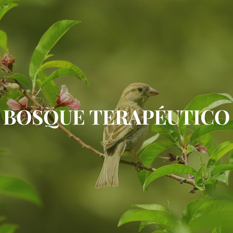 Musica terapeutica's avatar image