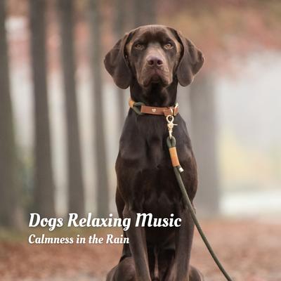 Dogs Relaxing Music: Calmness in the Rain's cover