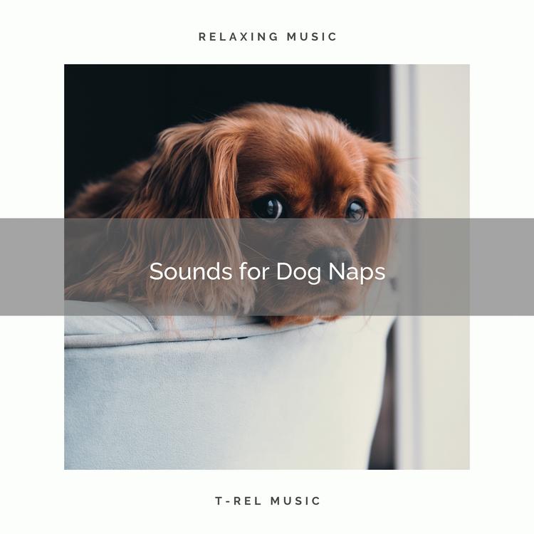 Dog's Music's avatar image