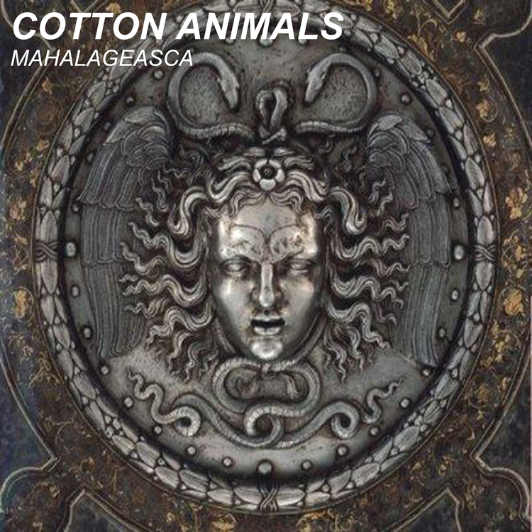Cotton Animals's avatar image