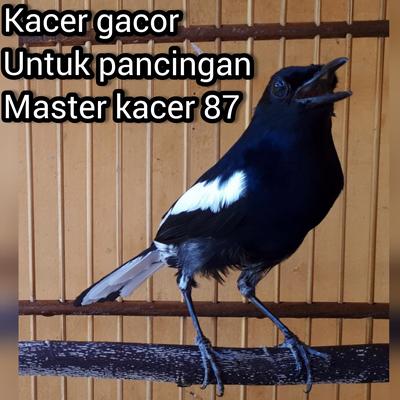 Kacer Gacor Untuk Pancingan (Live)'s cover