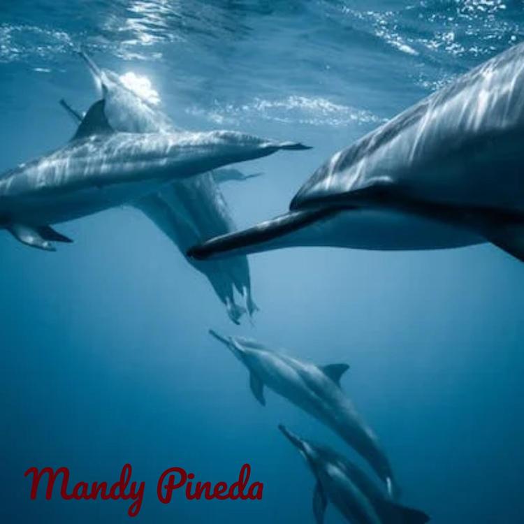 Mandy Pineda's avatar image