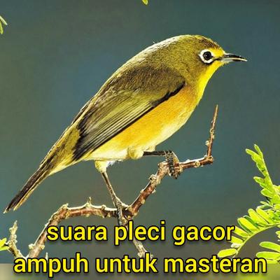 Suara Pleci Gacor Ampuh Untuk Masteran (Live)'s cover