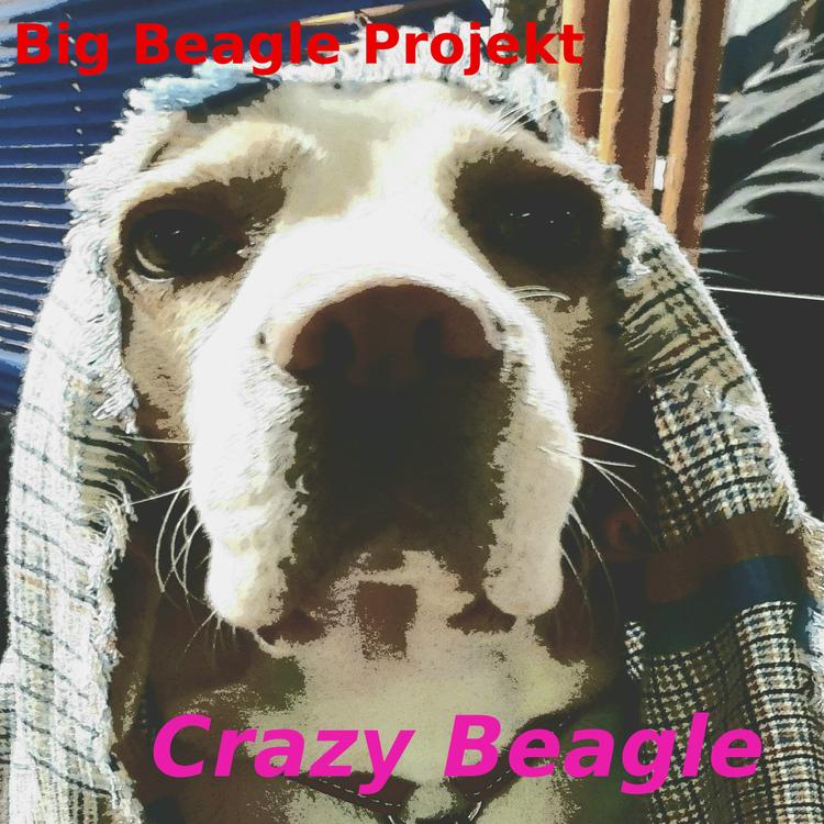 Big Beagle Projekt's avatar image