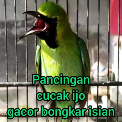 Pancingan Cucak Ijo Gacor Bongkar Isian (Live)'s cover