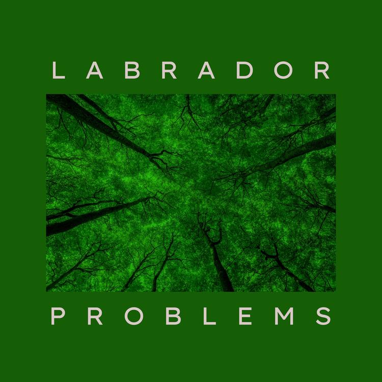 Labrador's avatar image